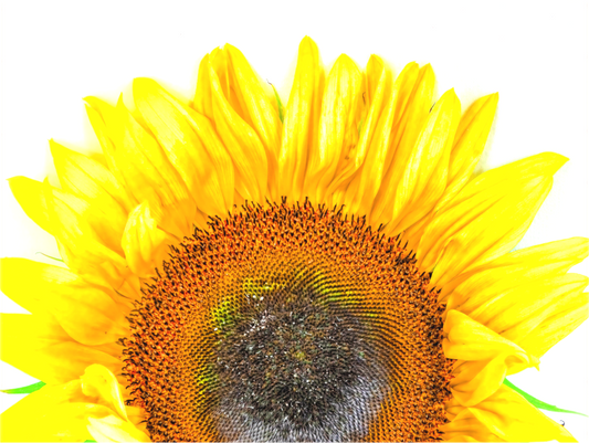 Be My Sunshine