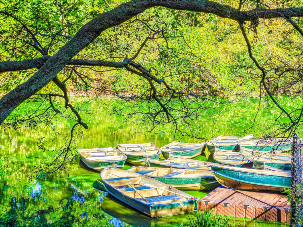Boats in Central Park