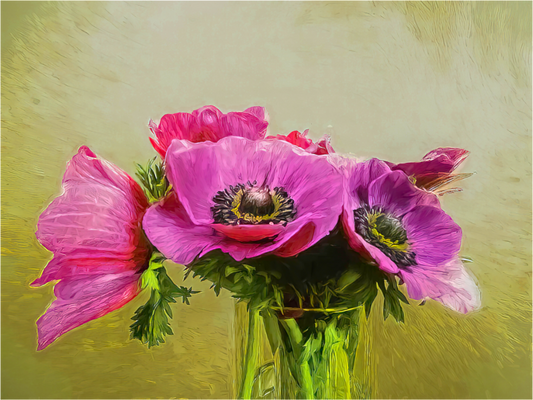 Anemone Love