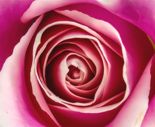 A Rose is a Rose is a Rose