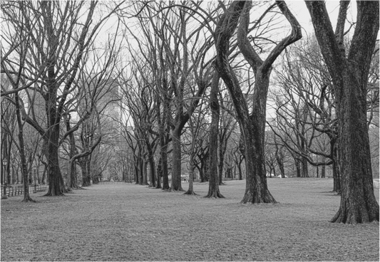 Winter at the Park