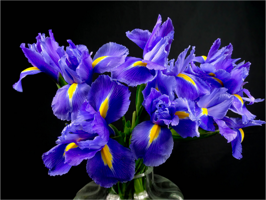 Iris in Love