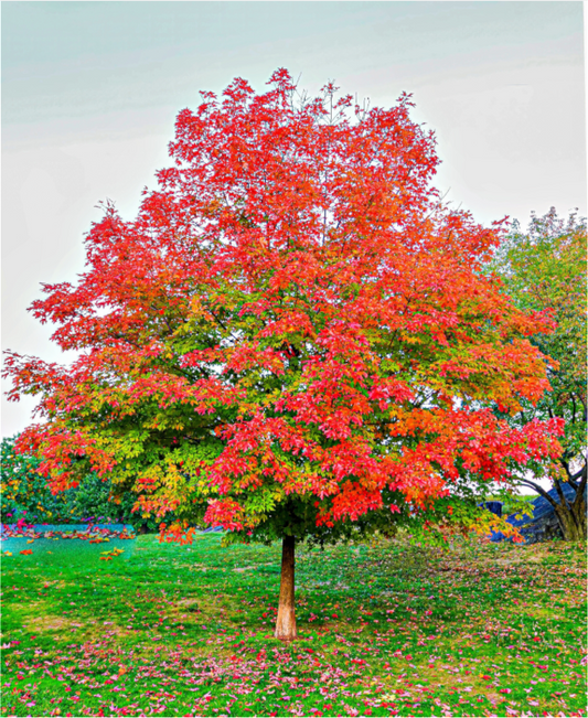 Tree of Life