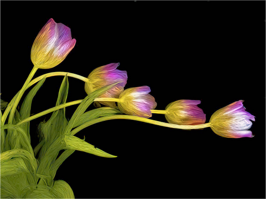 Dancing Tulips