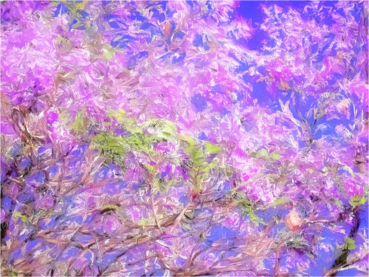 Jacaranda Sky