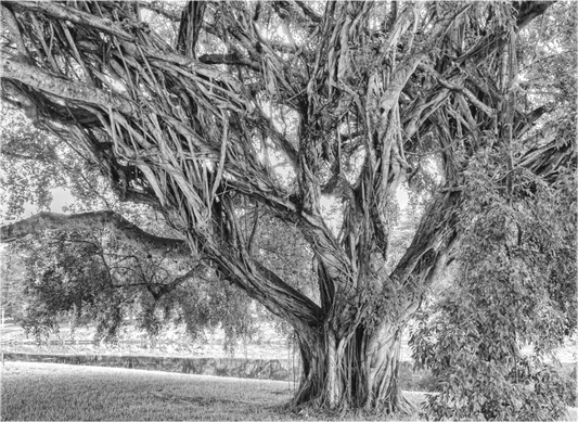 Like a Banyan Tree