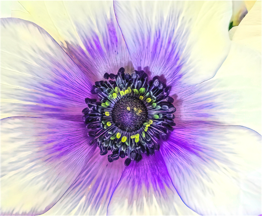 Anemone Splendor