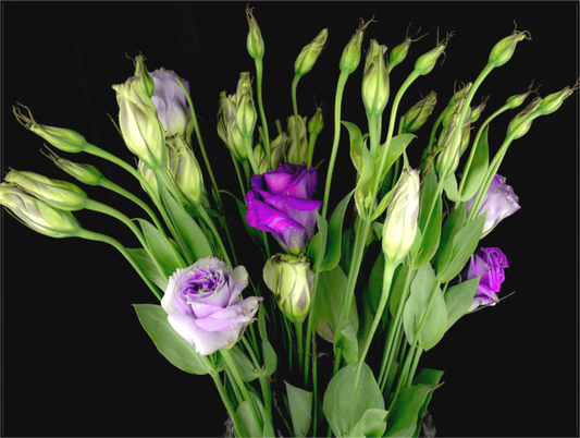 Purple Beauties