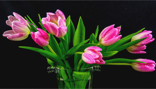 Tulip Dream