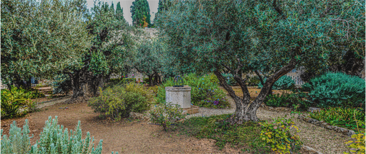 Gethsemani Garden