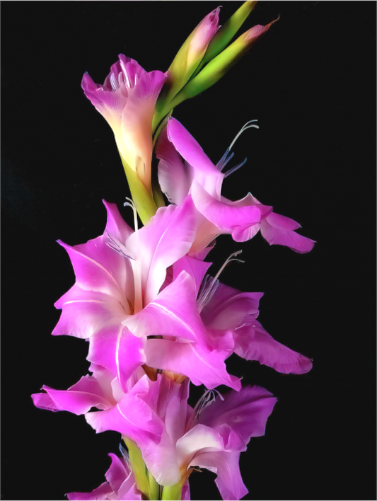 Standing Gladiolus