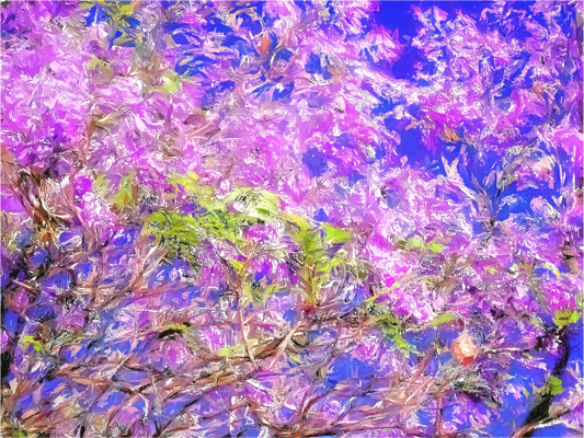 Panoramic Jacaranda Sky