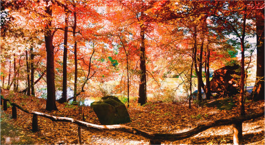 Panoramic Autumn Colors