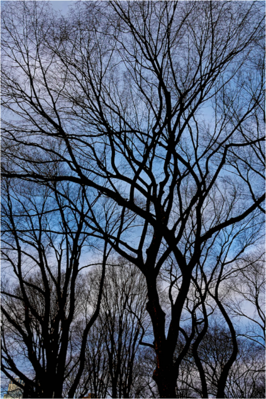 Winter Dawning