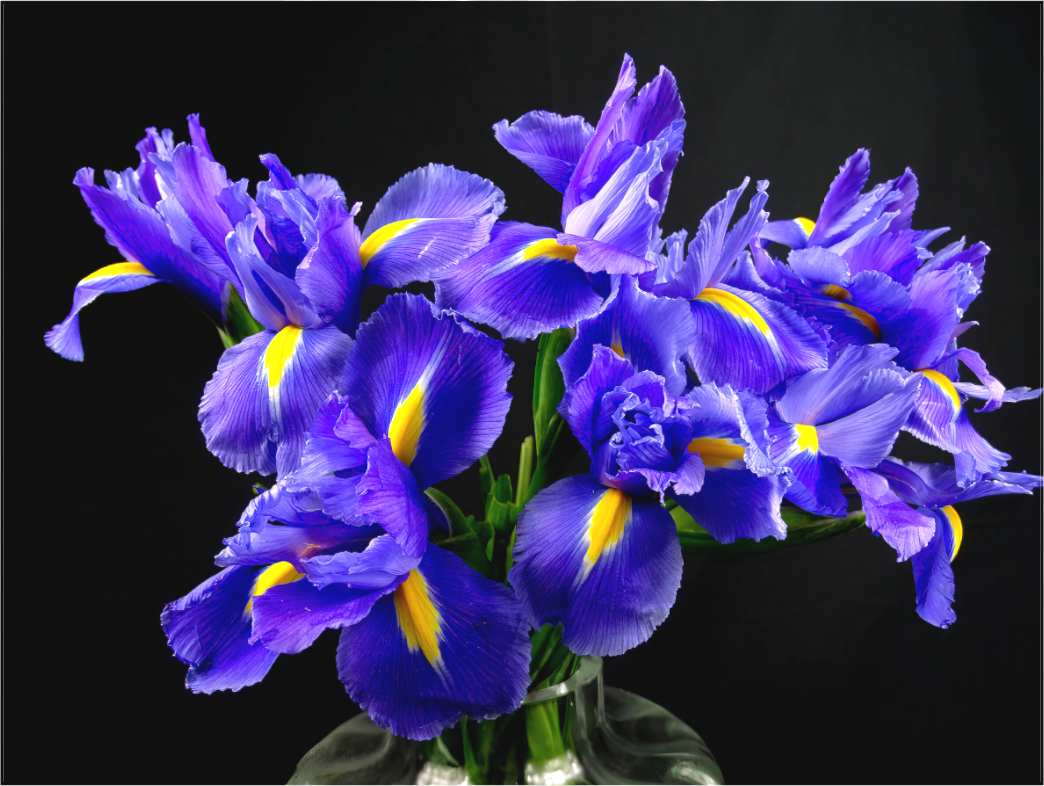 Iris in Love