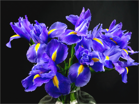 Iris in Love