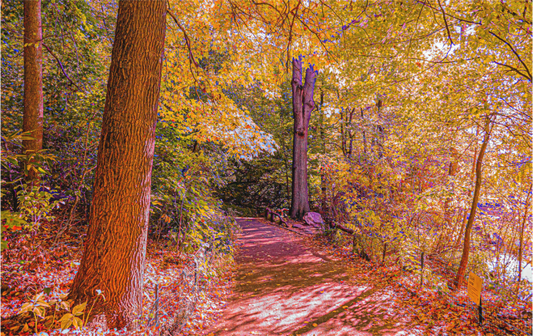 Panoramic Fall at New York's Central Park