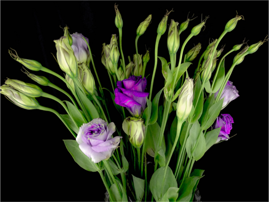 Purple Beauties