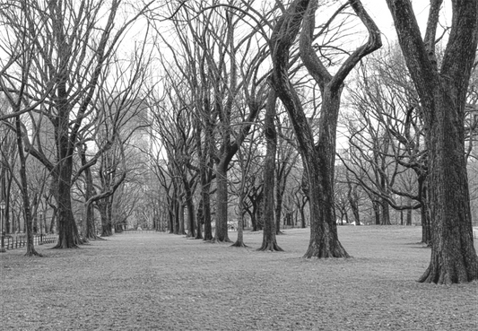 Winter at the Park