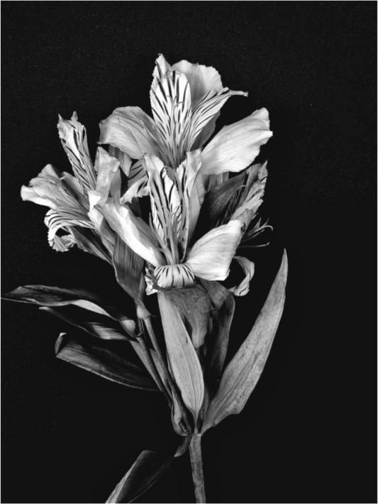 Flower Love in Black and White