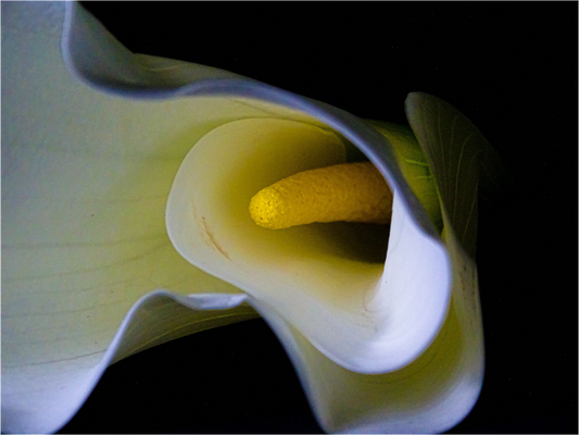 Cala in Bloom