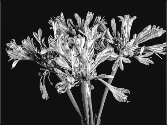 Agapanthus in Black and White