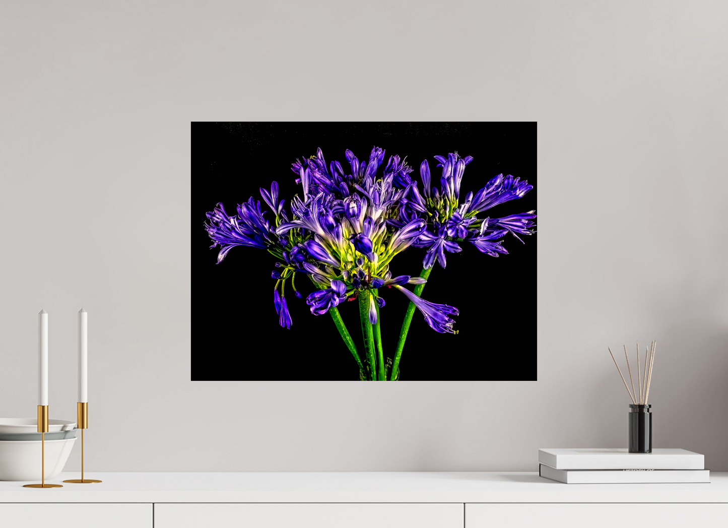 Agapanthus