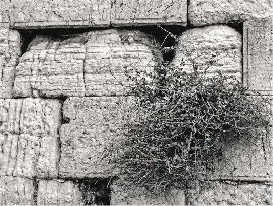 Jerusalem Western Wall (Black and White-Detail)
