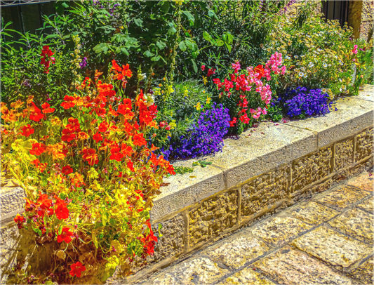 Mishkenot Shaananim Flowers