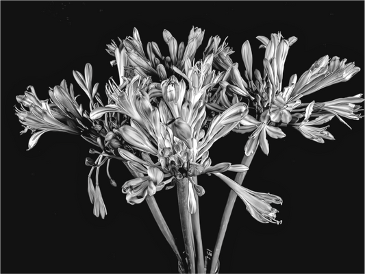Agapanthus in Black and White